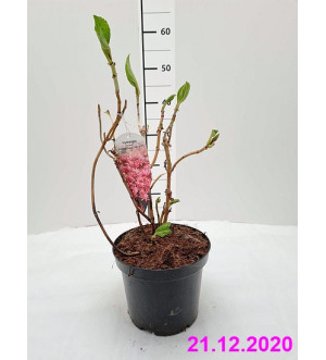 Hydrangea macr. 'Princess Diana'® C 2,5 L